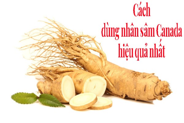 Tiết lộ cách dùng nhân sâm Canada hiệu quả nhất cho mọi người