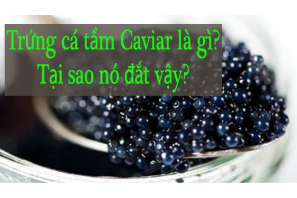 Trứng cá tầm Caviar là gì? Tại sao nó đắt như vậy?