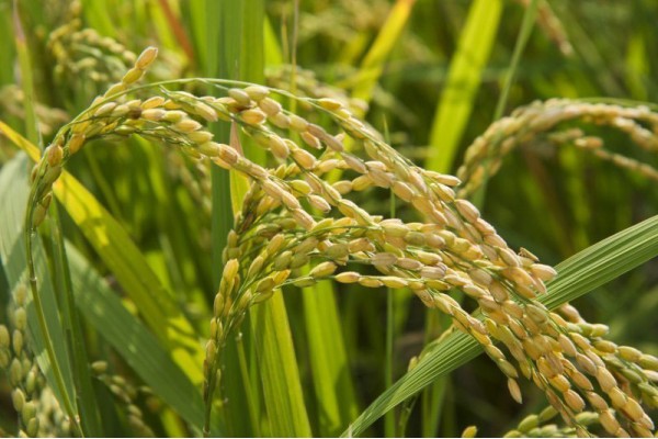 Gạo Nhật Bản cao cấp nhập khẩu 100%
